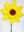 09001719: Sunflower Windmill
