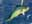 08090111: 牛排Dolphinfish秘鲁