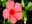 09061654: Hibiscus Fleurs Karcadé Entier 100g
