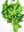 09061999: FLAT PARSLEY